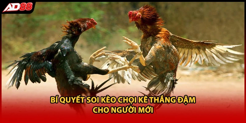 Bí quyết soi kèo chọi kê thắng đậm cho người mới