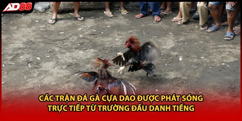 Các trận đá gà cựa dao được phát sóng trực tiếp từ trường đấu danh tiếng
