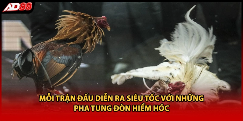 Mỗi trận đấu diễn ra siêu tốc với những pha tung đòn hiểm hóc